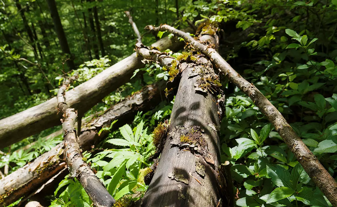 Dans la forêt, le chaos est un outil au service de la biodiversité